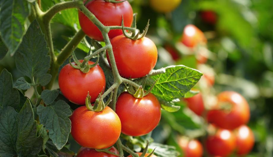 TUTO: Récupérer les graines de tomates et les semer !