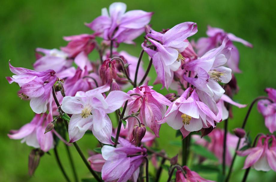 Ancolie à fleurs doubles
