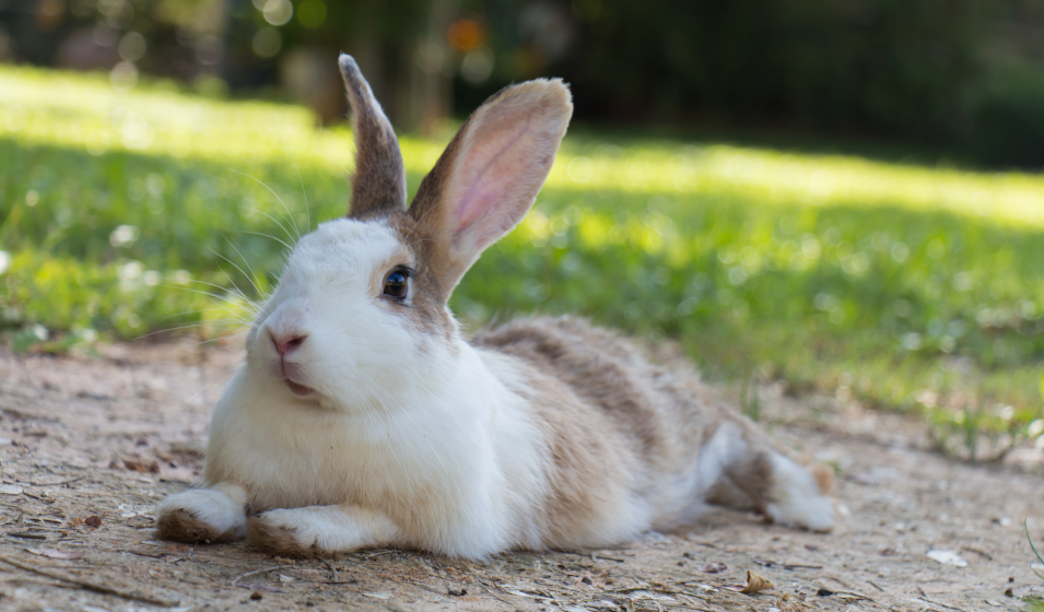 Quelle friandise donner à son lapin ?