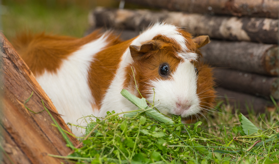 Quelle est la nourriture préférée des cochons d'Inde ?