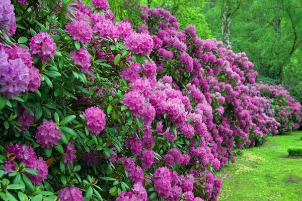 Tailler le rhododendron - Gamm vert
