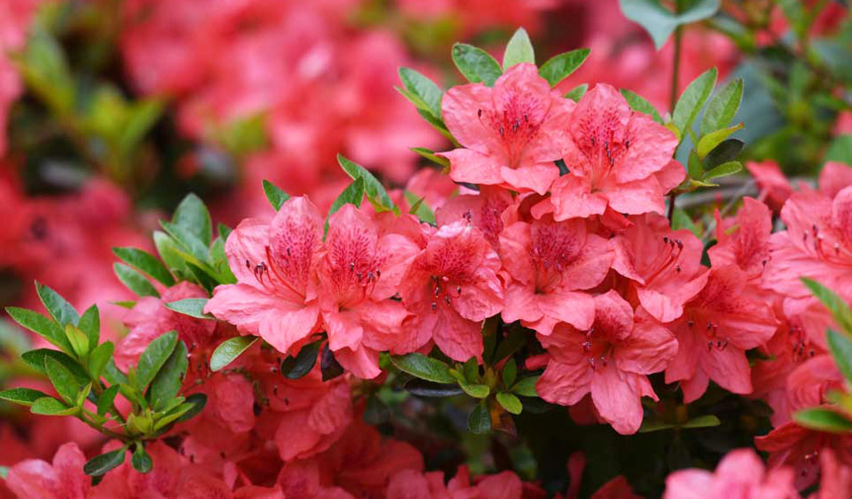 Rhododendron plantation, entretien et taille Jardiland