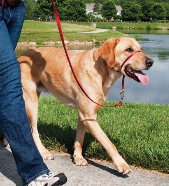 Collier ou harnais pour promener son chien en laisse ?