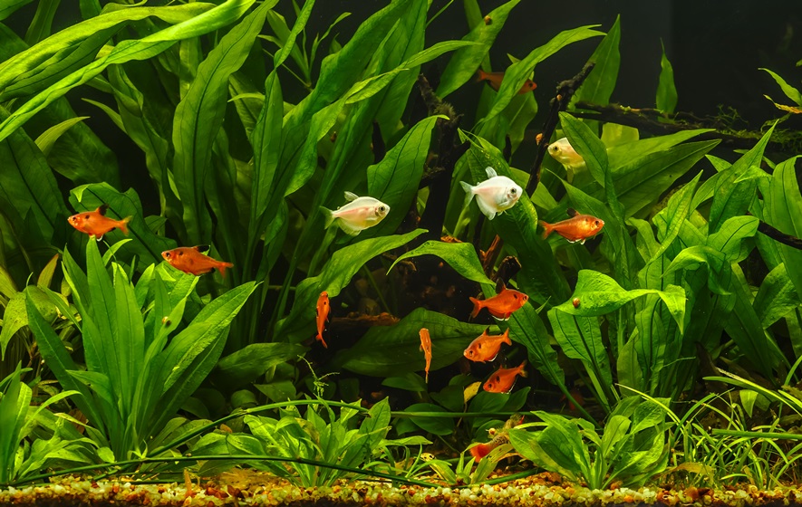 Comment bien décorer mon aquarium ?