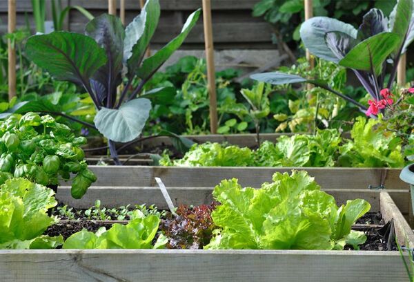 Tout savoir sur la betterave - Jardinet - Équipez votre jardin au meilleur  prix