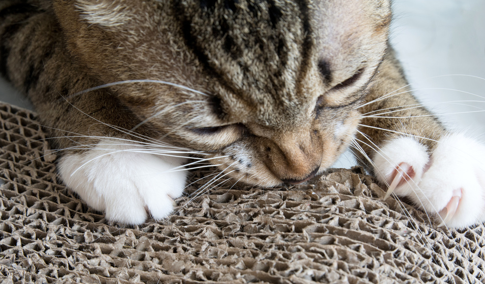chat