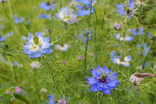 La nigelle de Damas est une plante vagabonde