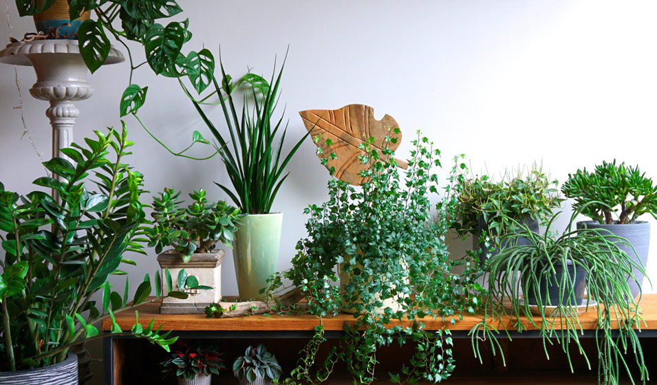 5 plantes vertes pour décorer votre intérieur