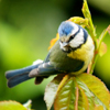 Tout sur les oiseaux au jardin