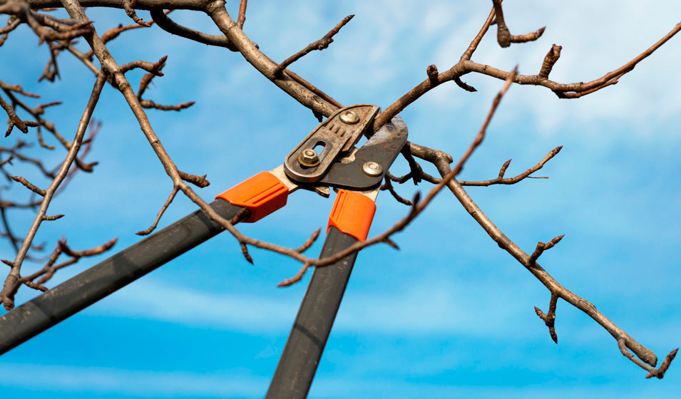 Sécateur d'arbre Extensible scie à Perche cisailles à Branches Hautes
