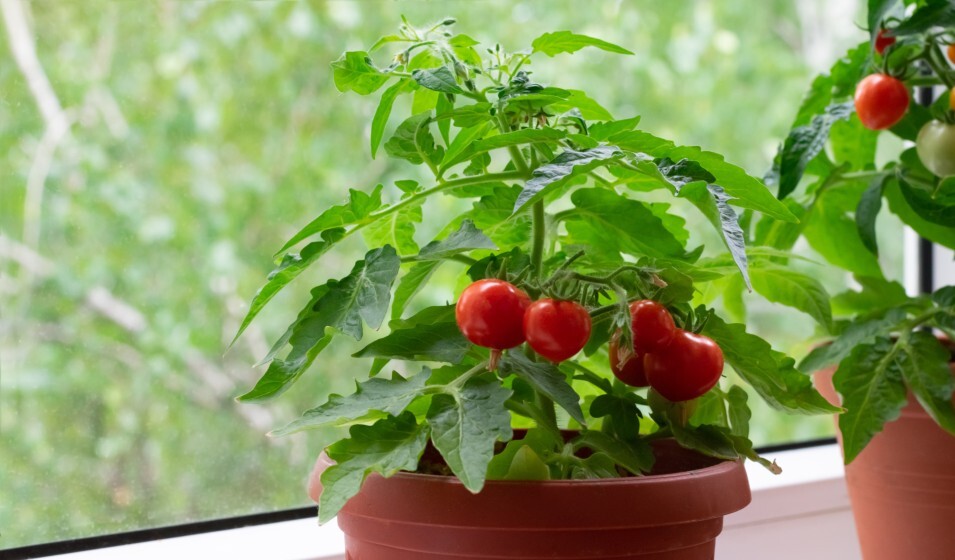 Comment faire germer une graine de tomate cerise ou non !