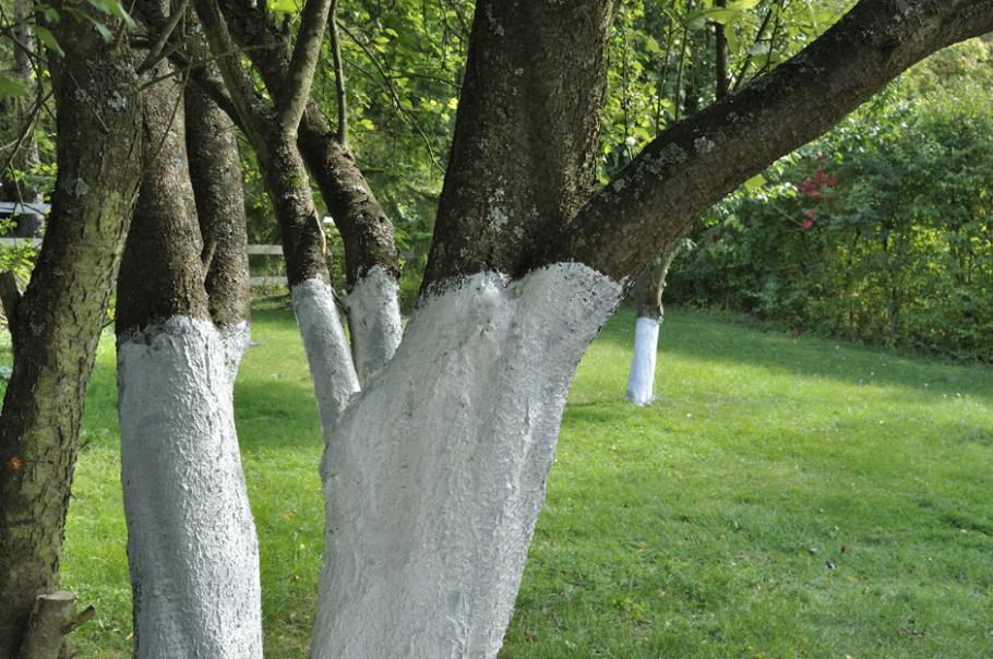 Blanc arboricole pour arbres fruitiers PELTON, seau de 1 l