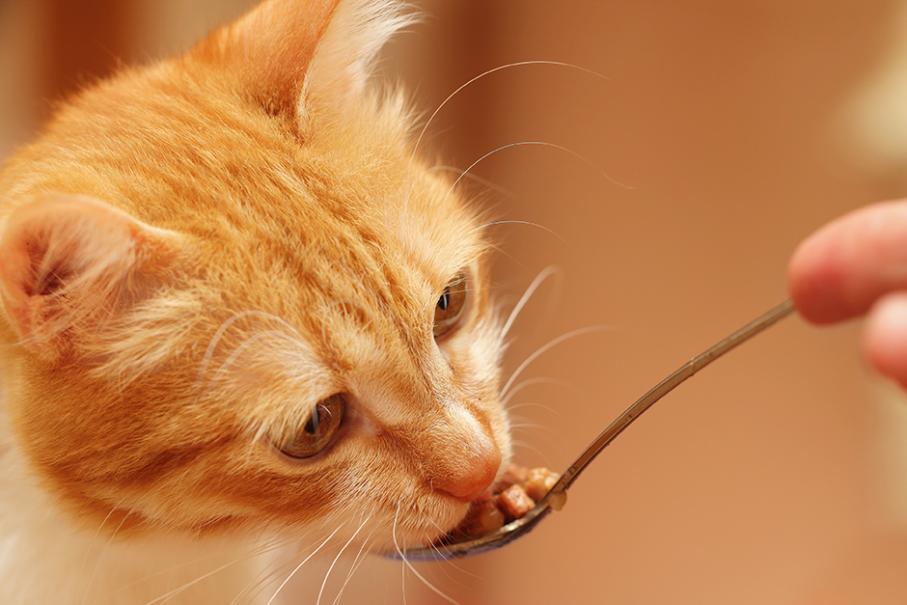 Strantel Cat comprimé vermifuge pour chat