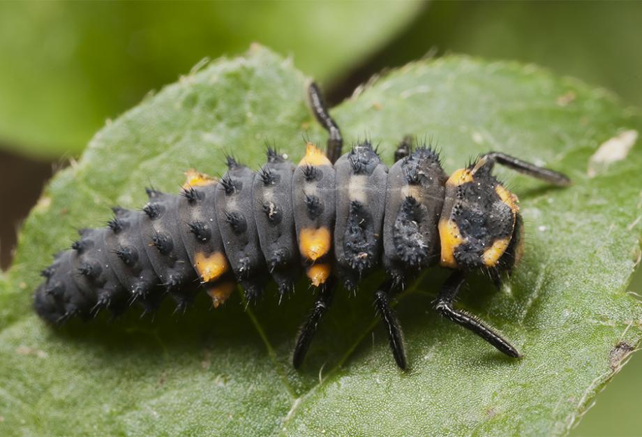 Larve de coccinelle