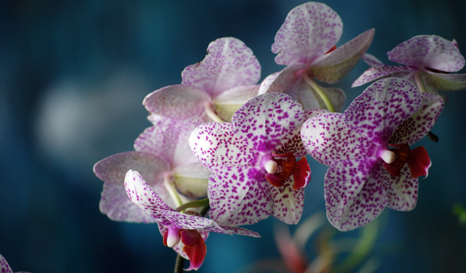 orchidée mouchetée