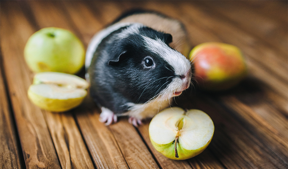 Puis-je lui donner des friandises ?
