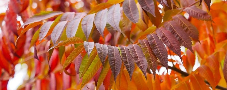Le sumac de Virginie