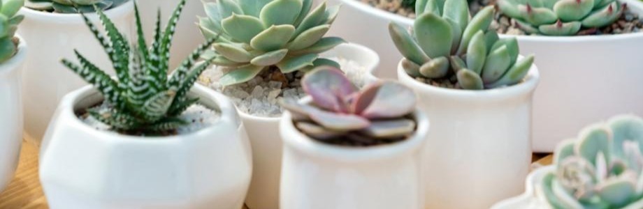 Pots de fleurs