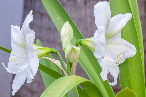 Le tépale est une partie d'une fleur