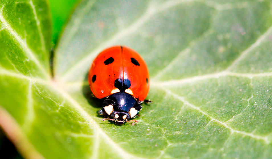 coccinelle
