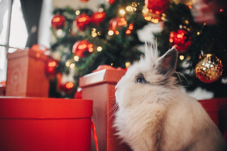 Idées cadeaux de Noël pour lapin et rongeurs