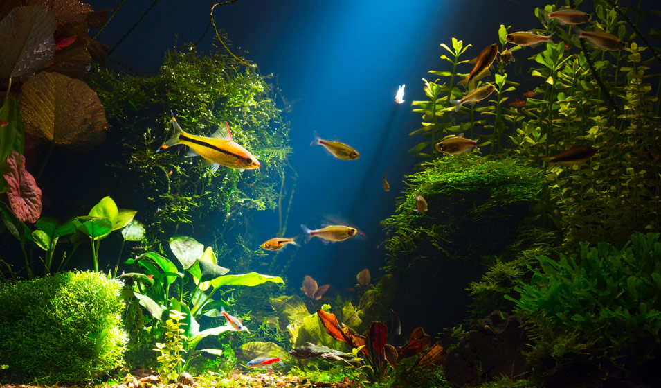 Quel éclairage choisir pour votre aquarium ?