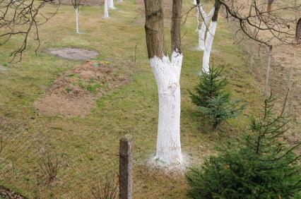 Badigeonner les troncs des arbres fruitiers en hiver pour des arbres sains  au printemps 