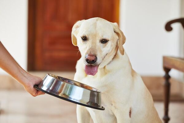 7 accessoires indispensables pour bien accueillir un chien - Gamm vert