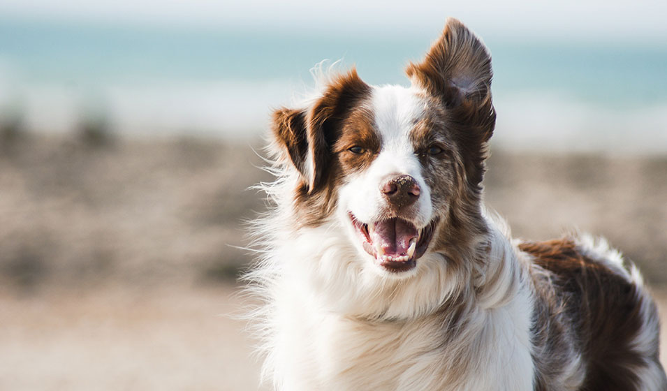 alimentation chien