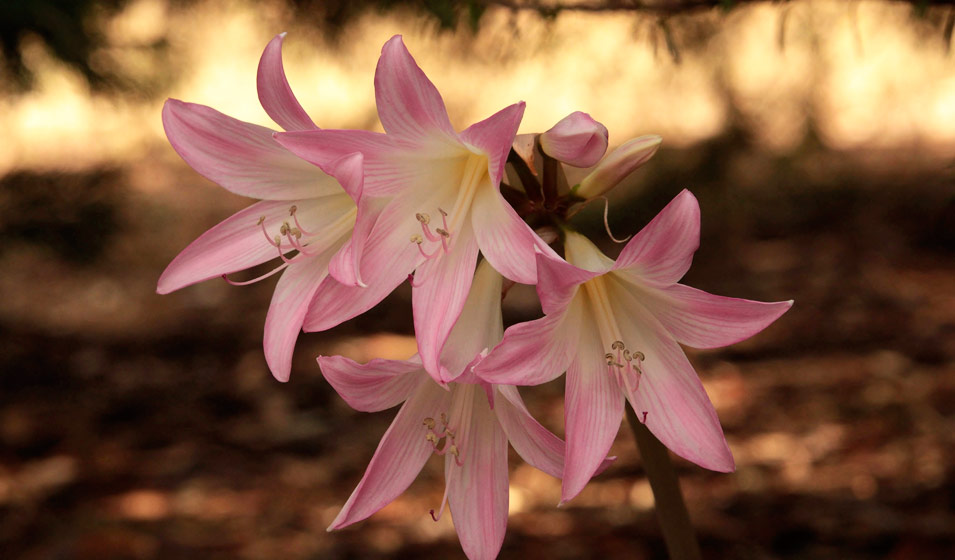 amaryllis