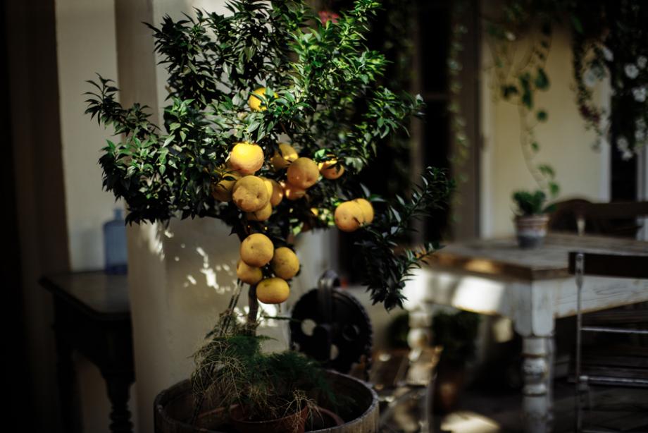 Sublime citronnier pour l'intérieur ou l'extérieur de la maison – Bleen