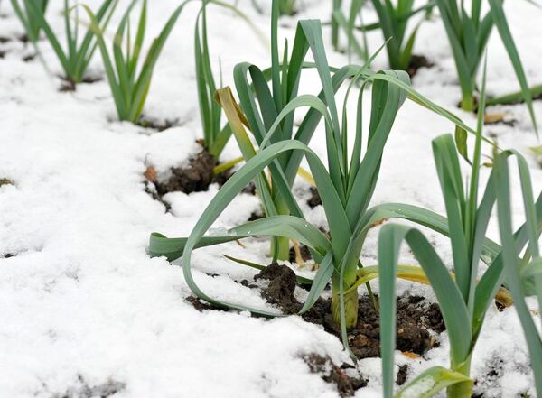 Hivernage : protéger vos plantes en hiver - Gamm vert