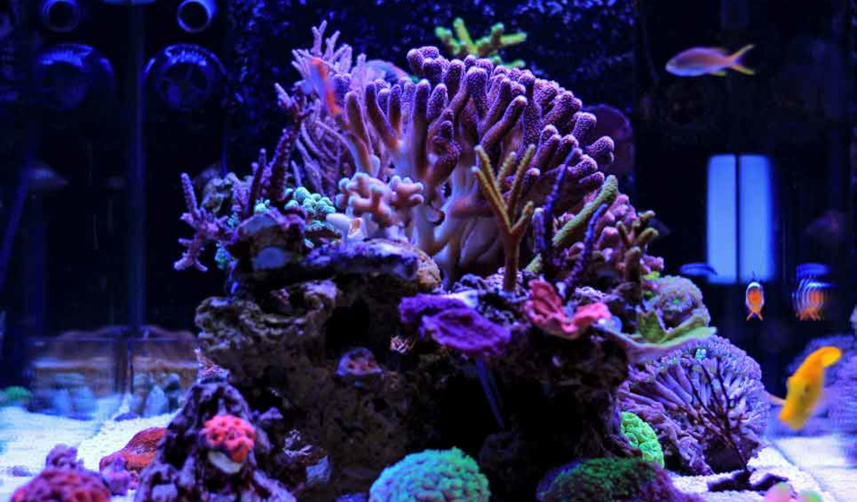 especes poissons cohabiter 11