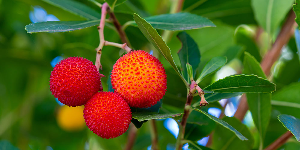 Arbousier commun ou arbre aux fraises