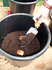 Comment planter des bulbes à fleurs en pot ?
