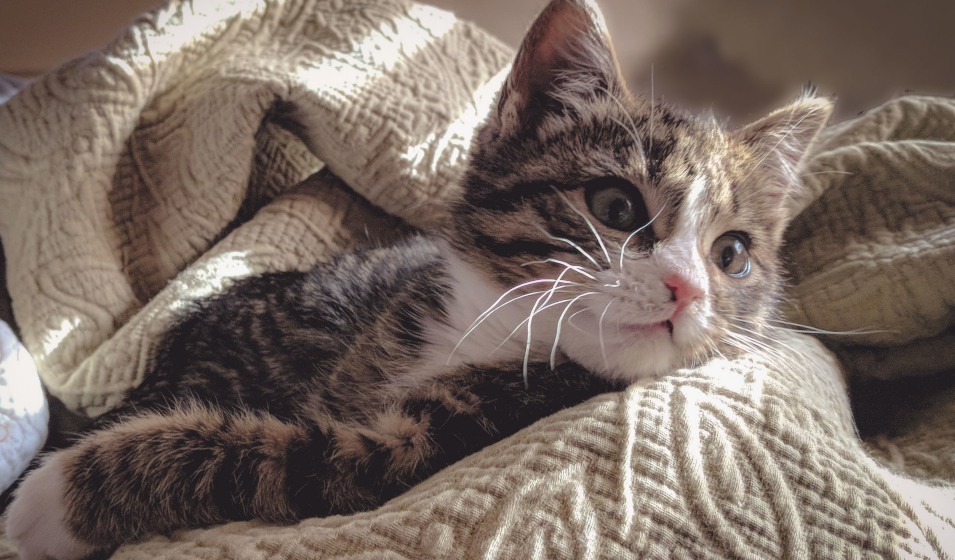 chat