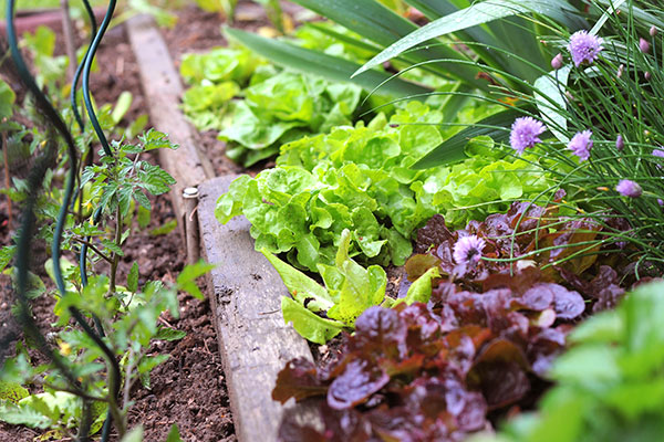 Cultiver un potager biologique