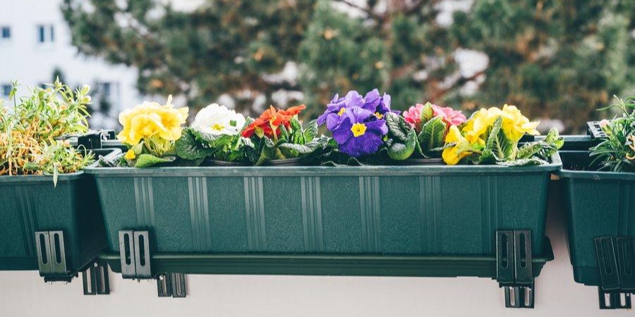 Une jardinière avec de simples petites fleurs de printemps