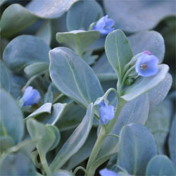 Mersentia maritima à Courson