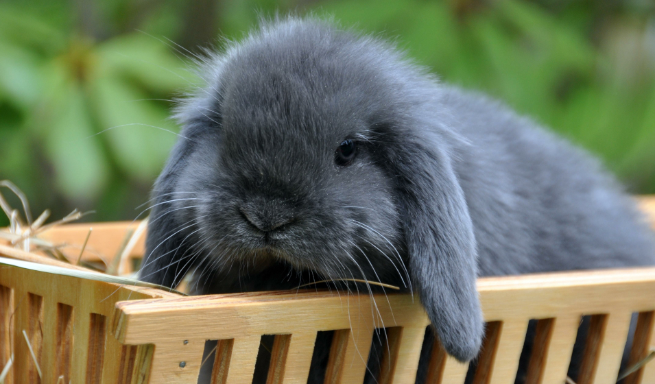 Lapin bélier, races, caractère, durée de vie, tout connaître sur