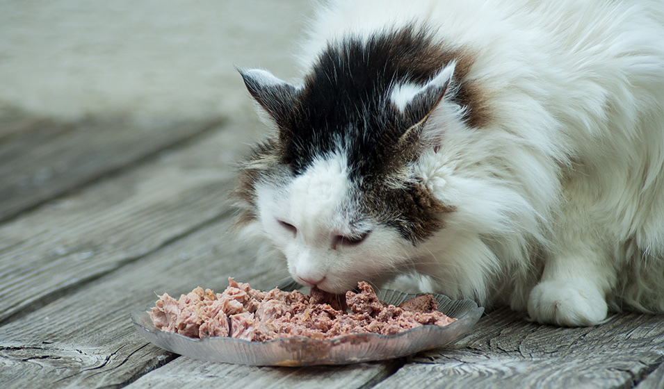 Nourriture du chat : les besoins nutritionnels du chat