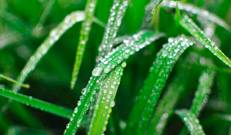 Gros plan de brins d'herbe