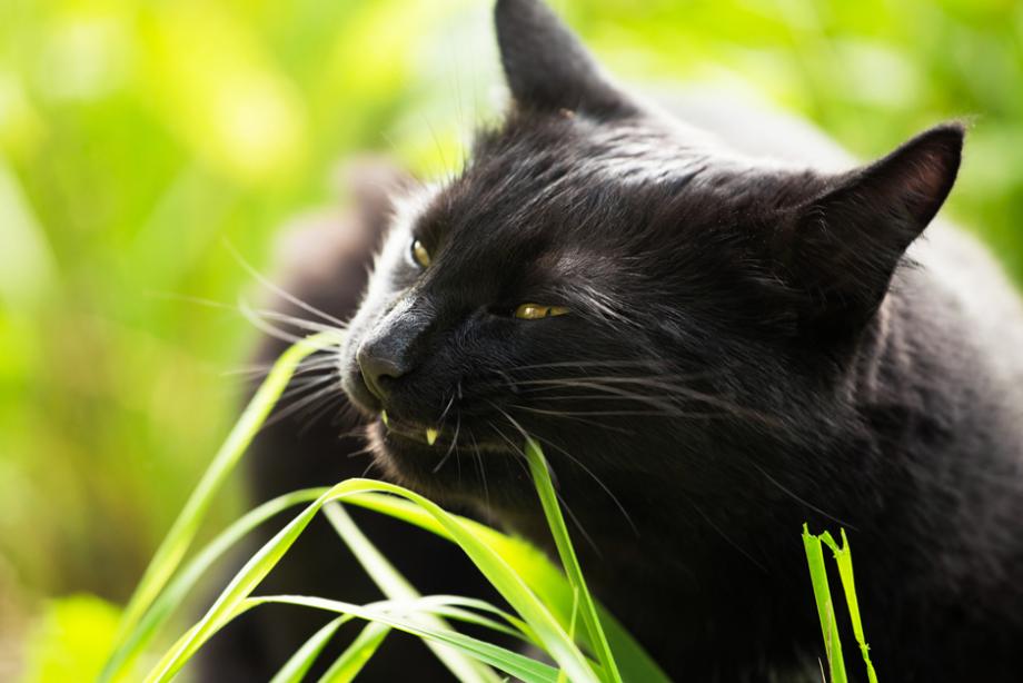 Herbe à chat