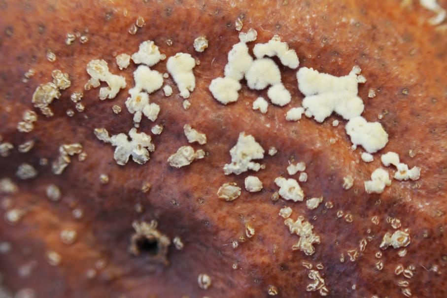 Moniliose de l'abricotier
