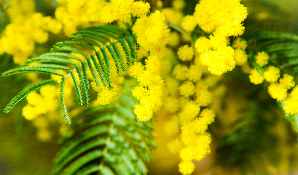 Le mimosa d'hiver (Acacia dealbata)