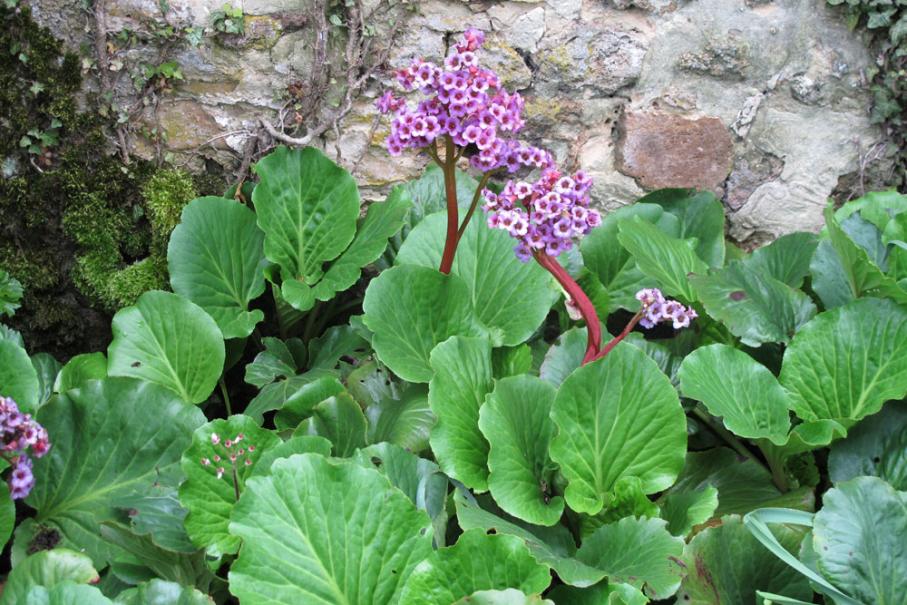 Plantes vivaces - Gamm vert