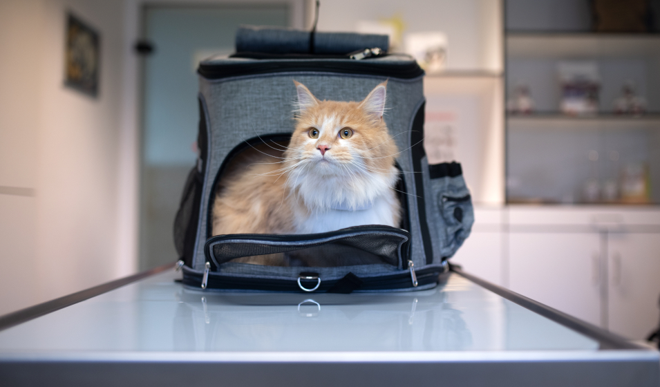 Comment choisir le meilleur sac de transport pour son chat ?