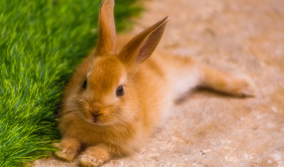 5 choses à savoir avant d'adopter un lapin nain