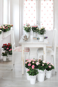 Les rosiers miniatures sont idéaux en pots