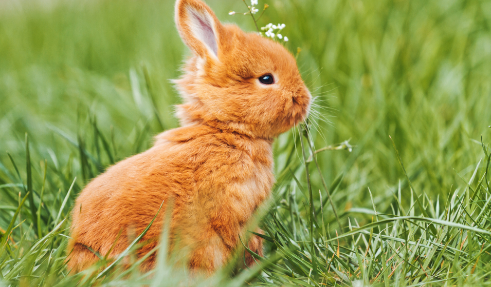jeune lapin dans l'herbe